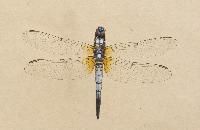 藍斑溪蟌 藍斑溪蟌