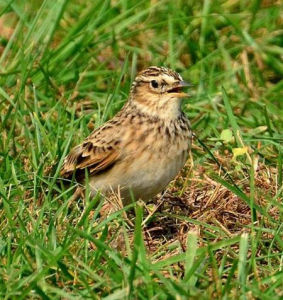 雲雀北京亞種 雲雀北京亞種