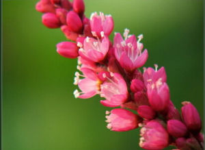 紅指香青 紅指香青