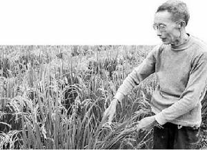 胡代書[世界再生稻之父]