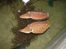 全人工育苗-金烏賊