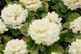 白色甘藍葉 白色甘藍葉