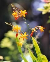 觀音蘭屬 觀音蘭屬