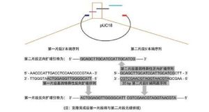 正向引物 正向引物