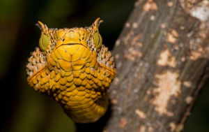 馬提爾達角蝰 馬提爾達角蝰