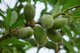 長柄扁桃油 長柄扁桃油