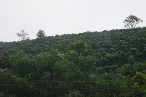 那蚌田自然村 那蚌田自然村