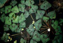 野生菱（Trapa incisa Sieb. Et Zucc.）