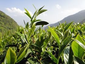 合歡山茶 合歡山茶