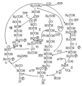 還原型戊糖磷酸循環