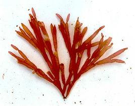 小凝花菜 小凝花菜