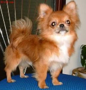 長毛吉娃娃犬 長毛吉娃娃犬