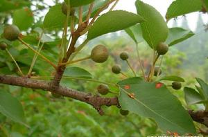 豆梨[薔薇目薔薇科植物]
