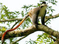 紅尾長尾猴 紅尾長尾猴