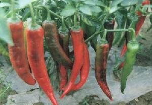 永城辣椒