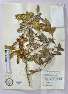 凹頂越桔 凹頂越桔