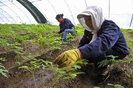 六盤山雞爪大黃 六盤山雞爪大黃