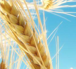 一粒小麥 一粒小麥