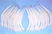 天崗湖銀魚 天崗湖銀魚