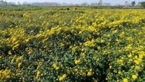 十里菊香景區 十里菊香景區