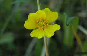 雪白委陵菜 雪白委陵菜