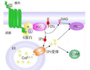 磷脂醯肌醇 磷脂醯肌醇