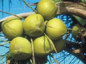 海南國際椰子節