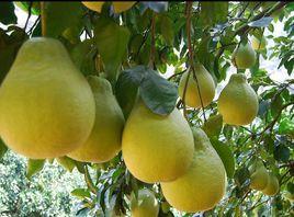 梅縣沙田柚 梅縣沙田柚