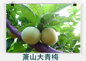 蕭山大青梅 蕭山大青梅