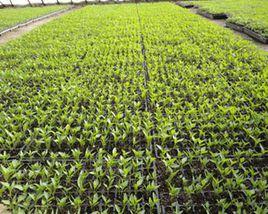 生物動力學農業 生物動力學農業