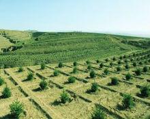 王樹清[第三屆全國造林綠化十大標兵之一]