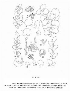 瓣葉細鱗苔 瓣葉細鱗苔