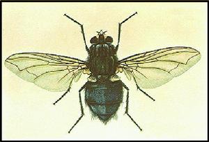 泌尿生殖道蠅蛆