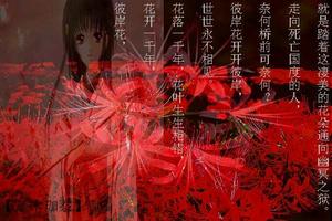 彼岸花開紅艷艷 彼岸花開紅艷艷