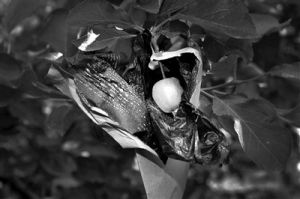 藥袋蘋果 藥袋蘋果