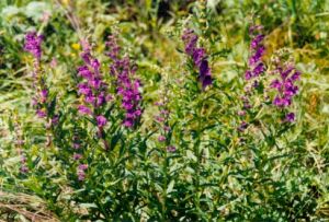 建昌黃芩 建昌黃芩