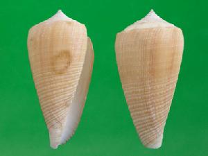 木乃伊芋螺 木乃伊芋螺