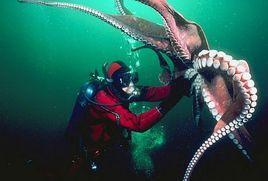 北太平洋巨型章魚