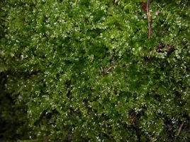 匐枝青蘚 匐枝青蘚