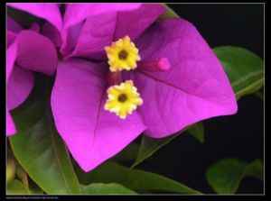 信樂三角花入 信樂三角花入