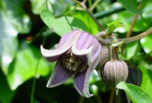 紫花鐵線蓮 紫花鐵線蓮