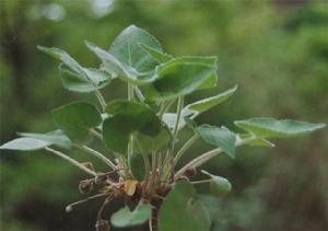 球果堇菜 球果堇菜
