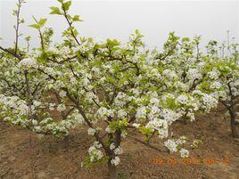 黃泛區農場郭莊村 黃泛區農場郭莊村