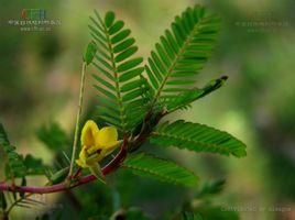 含羞草決明 含羞草決明