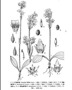 祁連獐牙菜 祁連獐牙菜