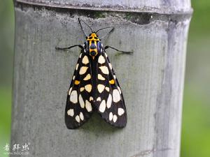 大麗燈蛾 大麗燈蛾