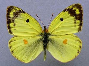 阿爾豆粉蝶alfacoriensis