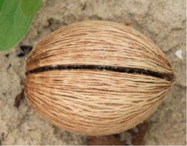 牛心茄子 牛心茄子