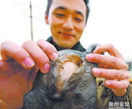 肉靈芝事件 肉靈芝事件