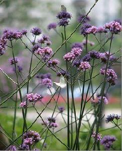 馬鞭草屬 馬鞭草屬